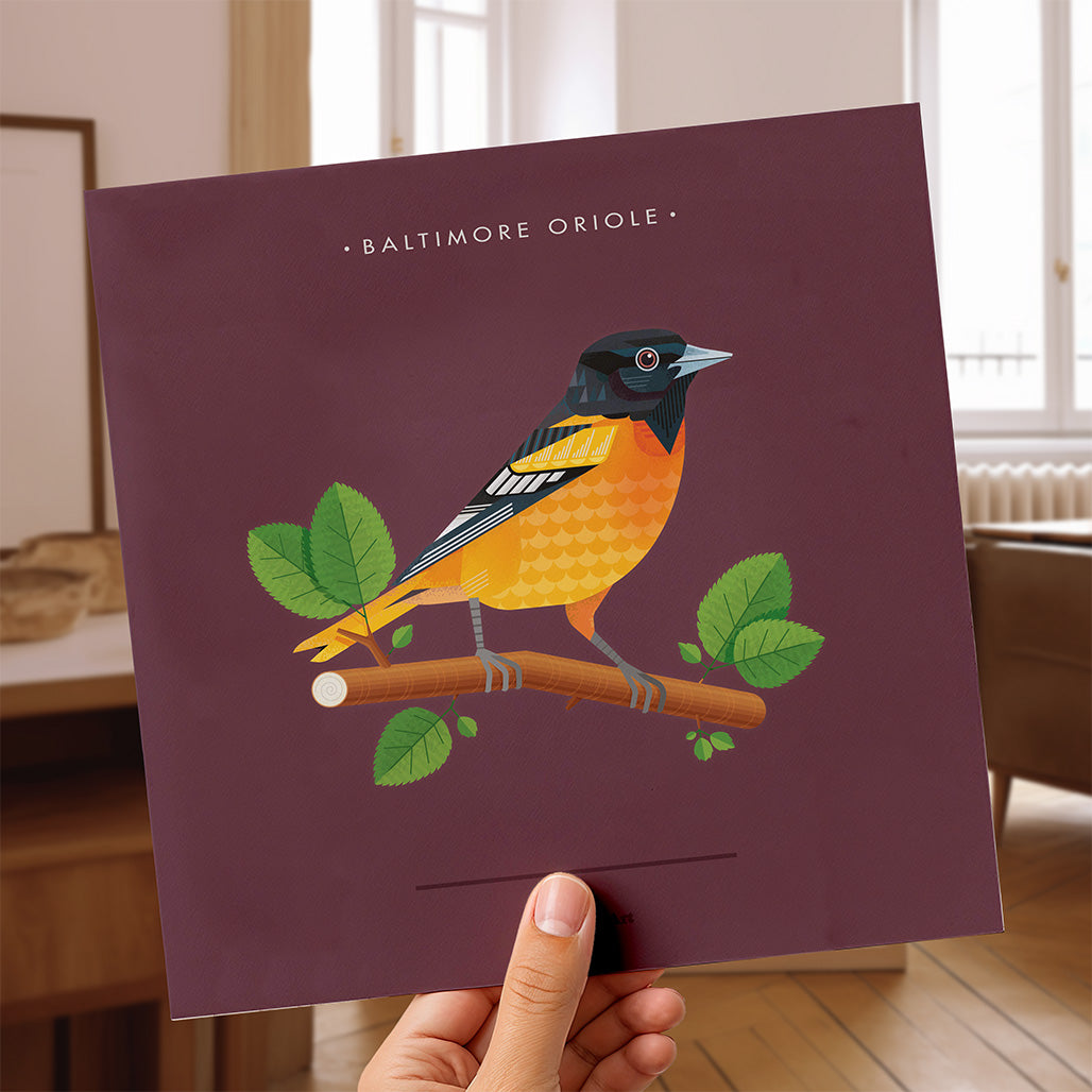 Baltimore Oriole